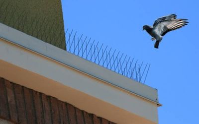 Bird Spikes in Chennai